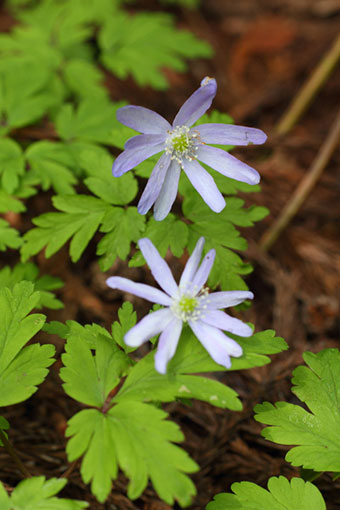 キクザキイチゲ 