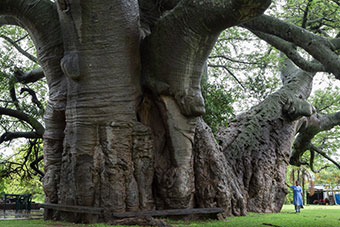 アフリカツアー