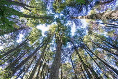 モンキーパズル