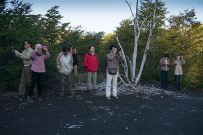 モンキーパズル