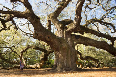 エンゼルオーク