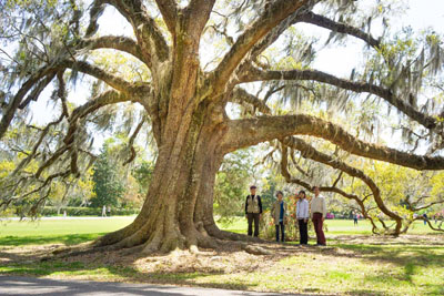 エンゼルオーク
