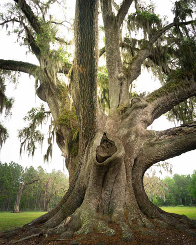 Southern live oak in Cellon Oak Park in Gainesville