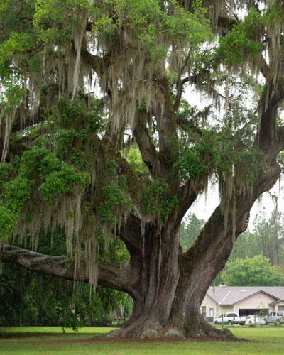 Southern live oak in Cellon Oak Park in Gainesville